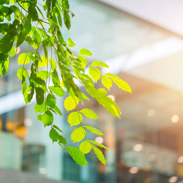 Leaves from a Tree Brand in Focus Against A Glass Building